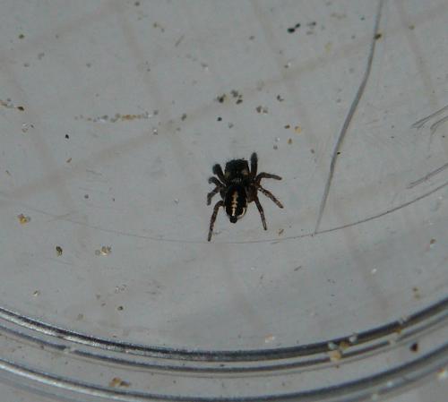 Pellenes nigrociliatus